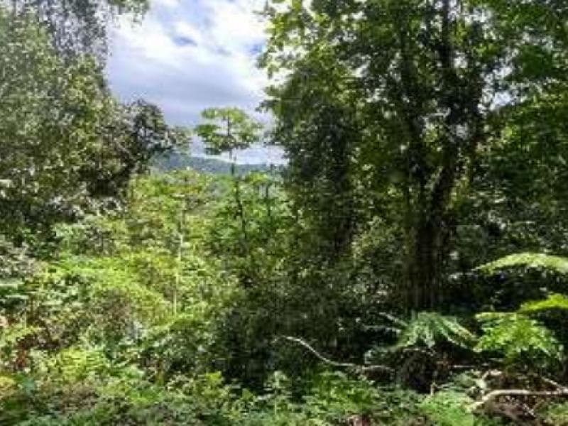 Foto 6 de 7: Terreno em leilão em Blumenau - SC, bairro Progresso — Lote, 45.38 ha, Blumenau / SC