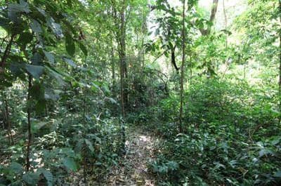 Foto 2 de 16: Terreno em leilão em Foz Do Iguaçu - PR — Terreno com 4.919,10 m² , sem benfeitorias, na Avenida Theodoro Risden nº 598, Foz do Iguaçu/PR
