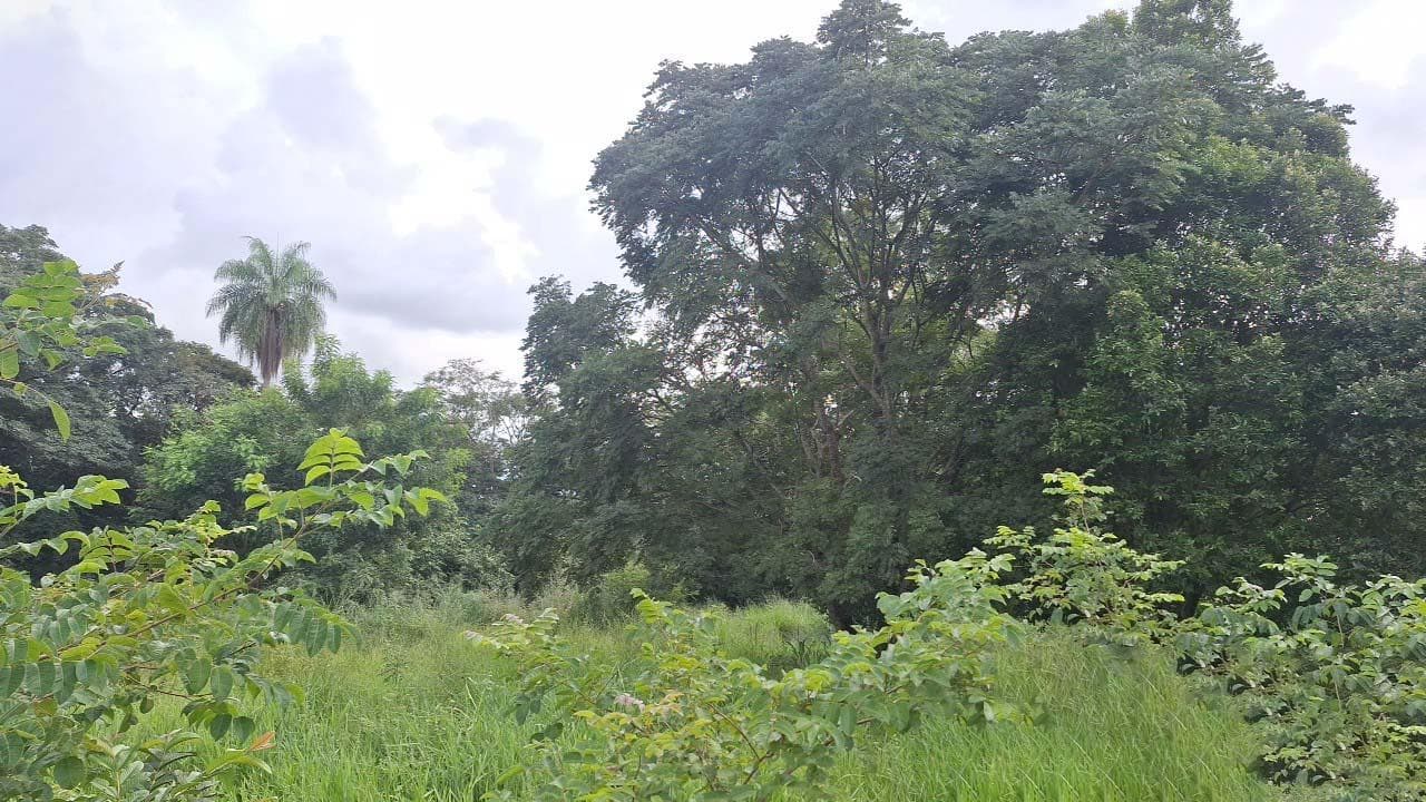 Foto 5 de 16: Terreno em leilão em Icém - SP — Imóvel 833m² | Icém/SP | Terreno 2,5 Hectares |