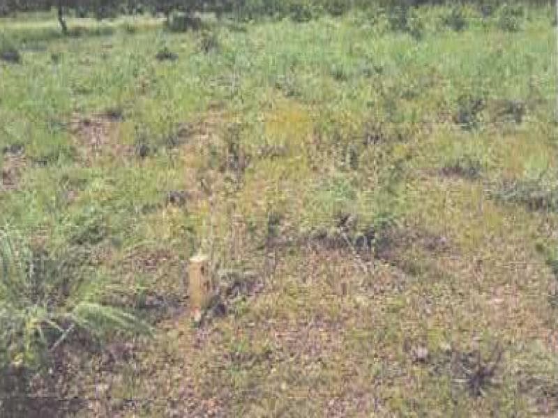 Foto 2 de 2: Terreno em leilão em Cuiabá - MT, bairro Vila Klareana — Lote, 362.5 m2, Cuiabá / MT