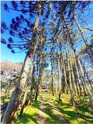 Foto 1 de 35: Area Rural em leilão em São José Dos Pinhais - PR — Sitio com área total de 120.974,16m², localizado Borda do Campo em São José dos Pinhais/PR