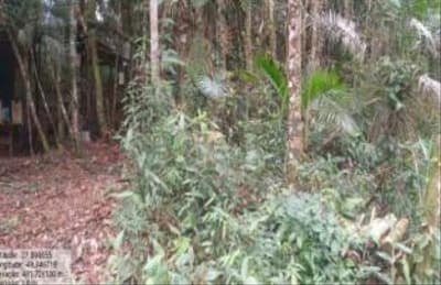 Foto 4 de 5: Terreno em leilão em Apiúna - SC, bairro Zona Rural — IMÓVEL RURAL COM ÁREA TOTAL DE 16,135 ha- Em APIÚNA/SC