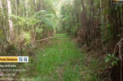 Foto 5 de 7: Area Rural em leilão em Presidente Nereu - SC, bairro Rio Antinha — IMÓVEL RURAL COM ÁREA TOTAL DE 35,000 ha, EM PRESIDENTE NEREU/SC