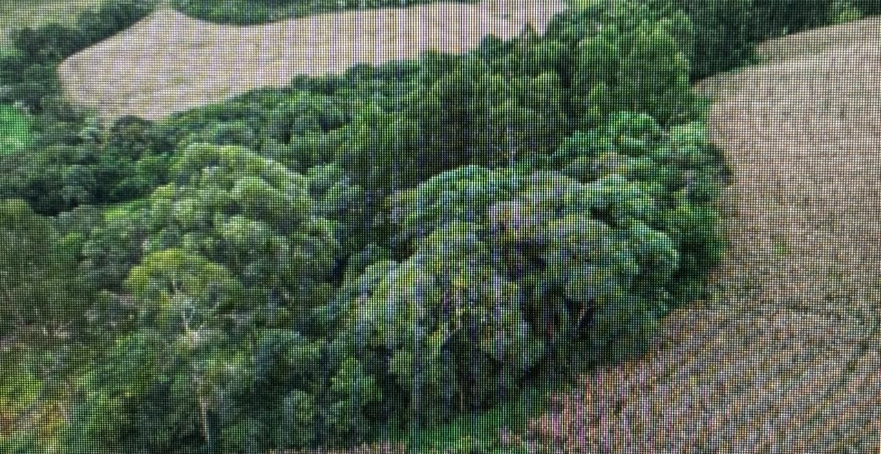 Foto 12 de 16: Area Rural em leilão em Jupiá - SC — Lote Rural 45074m², Linha Pinheiro, Jupiá/SC