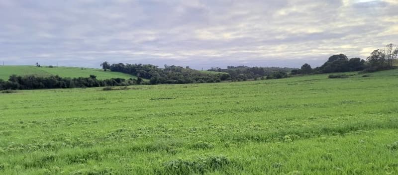 Foto 7 de 7: Area Rural em leilão em Nova Ramada - RS — IMÓVEL RURAL COM ÁREA TOTAL DE 123,096 M2, EM NOVA RAMADA-RS