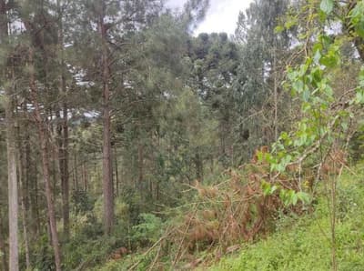 Foto 17 de 26: Area Rural em leilão em São João Do Triunfo - PR — IMÓVEL RURAL COM EXTENSÃO URBANA - ÁREA TOTAL DE 60.726,43 m²-AVENIDA DAS ARAUCÁRIAS-LADEIRA- SÃO JOÃO DO TRIUNFO-PR
