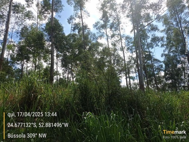 Foto 4 de 8: Area Rural em leilão em Campina Da Lagoa - PR — IMÓVEL RURAL COM ÁREA DE 60.500 m2 Em CAMPINA DA LAGOA/PR