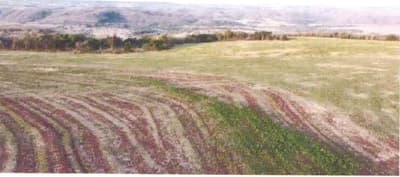 Foto 4 de 7: Area Rural em leilão em Bandeirantes - MS — IMÓVEL RURAL | A.T. 187,0323HA FAZ. VÓ BINA E ALIANÇA | BANDEIRANTES/MS
