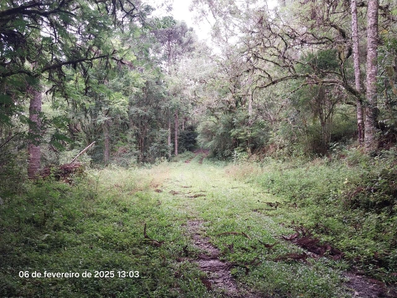 Foto 10 de 18: Area Rural em leilão em Lapa - PR — Terreno rural com a área de 2,0227ha, Lapa/PR