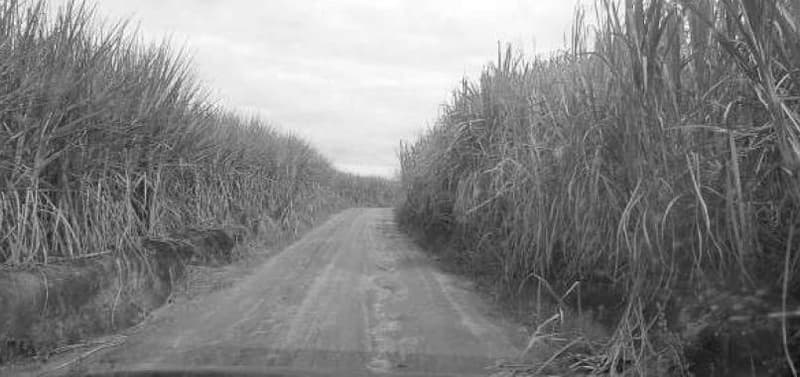 Foto 6 de 10: Area Rural em leilão em Porto Calvo - AL — IMÓVEL RURAL OBJETO DA MATRÍCULA 1.947 DO CARTÓRIO DE REGISTRO DE IMÓVEIS DA COMARCA PORTO CALVO/AL