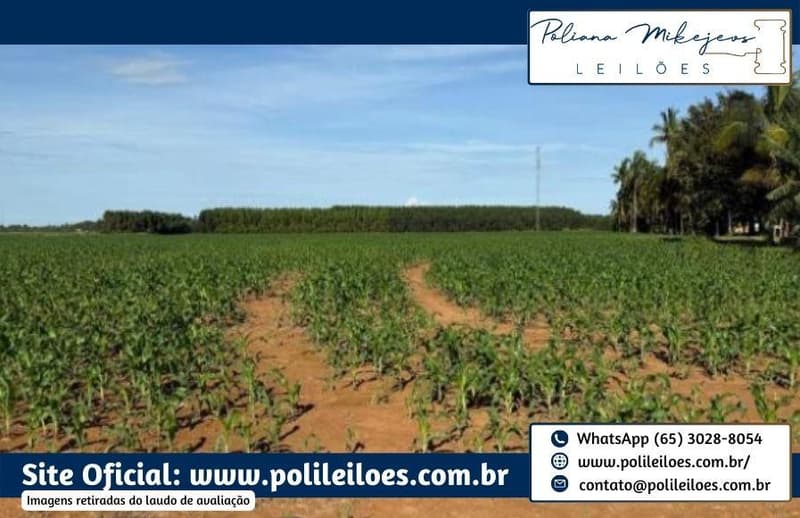 Foto 13 de 14: Area Rural em leilão em Sorriso - MT — Área Rural, Fração Ideal 181,5ha, AT. 363ha, denominada Dal Bosco, Fazenda Rondinha I, Lote Primavera, em Sorriso/MT