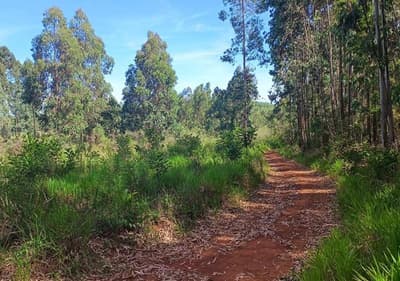 Area Rural em leilão em Imbituva - PR — Imóvel rural, com a área de 99.953,37 m2, Imbituva/PR