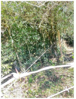 Foto 27 de 35: Area Rural em leilão em São José Dos Pinhais - PR — Sitio com área total de 120.974,16m², localizado Borda do Campo em São José dos Pinhais/PR