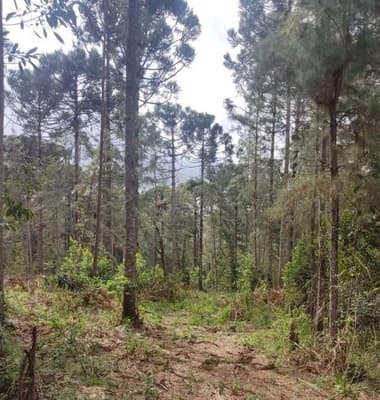 Foto 18 de 26: Area Rural em leilão em São João Do Triunfo - PR — IMÓVEL RURAL COM EXTENSÃO URBANA - ÁREA TOTAL DE 60.726,43 m²-AVENIDA DAS ARAUCÁRIAS-LADEIRA- SÃO JOÃO DO TRIUNFO-PR