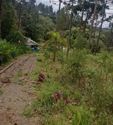 Foto 12 de 26: Area Rural em leilão em São João Do Triunfo - PR — IMÓVEL RURAL COM EXTENSÃO URBANA - ÁREA TOTAL DE 60.726,43 m²-AVENIDA DAS ARAUCÁRIAS-LADEIRA- SÃO JOÃO DO TRIUNFO-PR