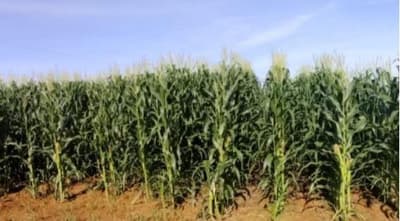 Foto 12 de 12: Area Rural em leilão em Aripuanã - MT — IMÓVEL RURAL | A.T. 797,7029HA ¿ FAZ. ÁGUA DA PRATA (DUPLA APTIDÃO) | ARIPUANÃ/MT