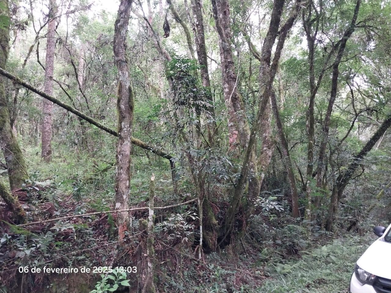 Foto 14 de 18: Area Rural em leilão em Lapa - PR — Terreno rural com a área de 2,0227ha, Lapa/PR