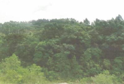 Foto 8 de 10: Area Rural em leilão em Bom Sucesso De Itararé - SP — Imóvel rural, A.T. 96.800m², Bairro de Bom Sucesso, Sítio Sinhá 1