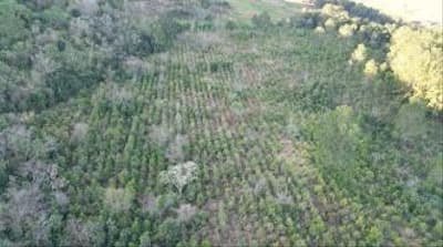 Foto 9 de 9: Area Rural em leilão em Quedas Do Iguaçu - PR, bairro Quedas do Iguaçu — IMÓVEL RURAL COM ÁREA TOTAL DE 10.668500 (hectares) EM QUEDAS DO IGUAÇU-PR