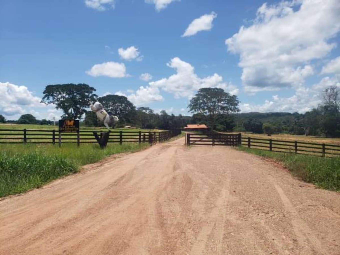Foto 1 de 11: Area Rural em leilão em Guiratinga - MT — FAZENDA MATO GROSSO 615 HECTARES