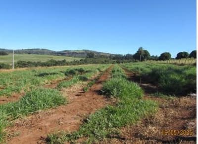 Foto 41 de 41: Area Rural em leilão em Cássia Dos Coqueiros - SP — IMOVEL - RURAL - SITIO com 16 hectares - ESTRUTURA COMPLETA - Perto do Asfalto na cidade de CÁSSIA DOS COQUEIROS
