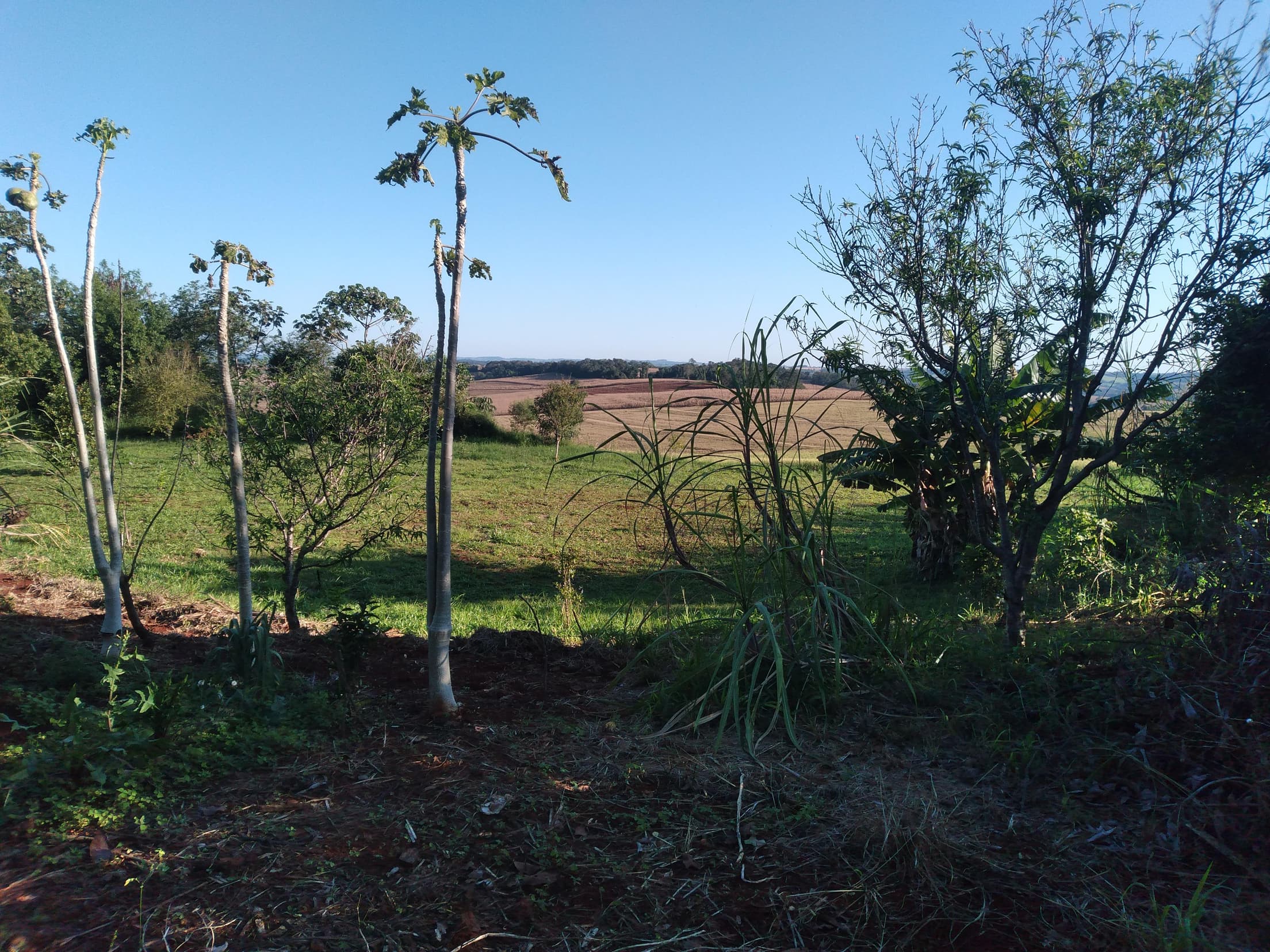 Foto 19 de 41: Area Rural em leilão em Capitão Leônidas Marques - PR — Gleba Urbana Desocupada 27.837m2 no Bairro São Gabriel em Capitão Leonidas Marques/PR