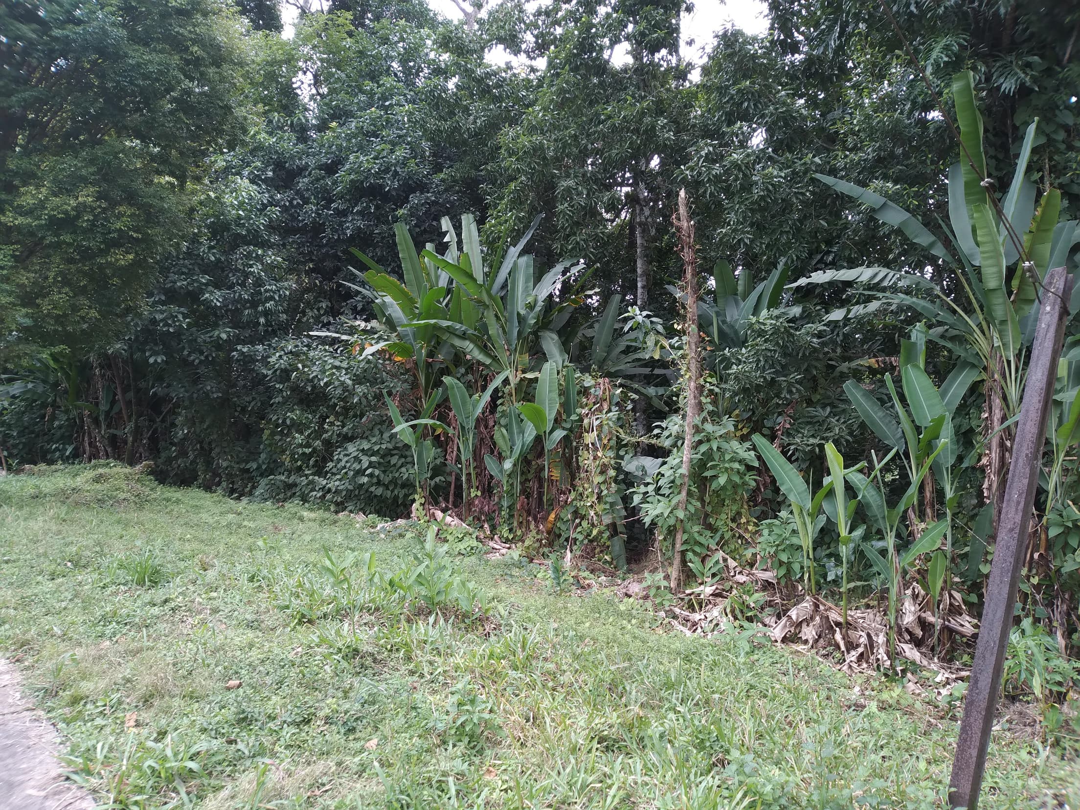 Foto 2 de 13: Terreno em leilão em Antonina - PR — Terreno Rural 308,4632ha Desocupado em Antonina/PR