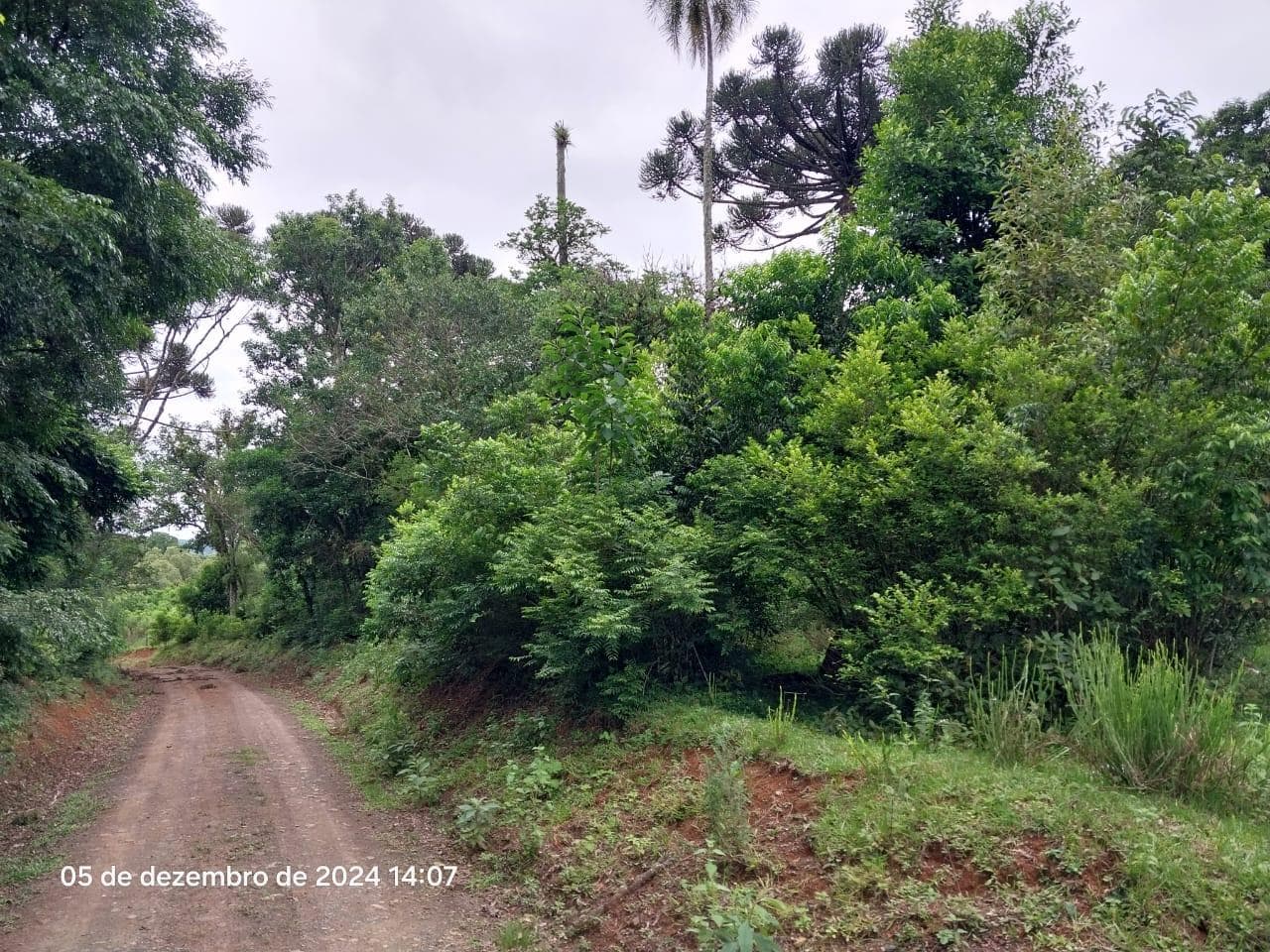 Foto 13 de 17: Terreno em leilão em Lapa - PR — Terreno rural, com área de 36.300,00m², Lapa/PR