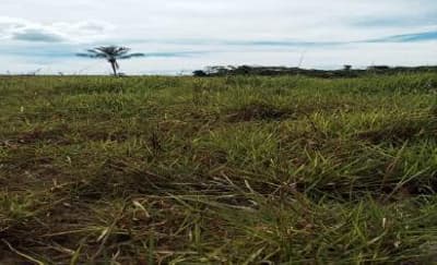 Foto 2 de 6: Area Rural em leilão em Apiacás - MT — IMÓVEL RURAL - 98,614HA - ESTÂNCIA SOUZA III EM APIACÁS/MT - EXPLORAÇÃO AGROPECUÁRIA COM BENFEITORIAS