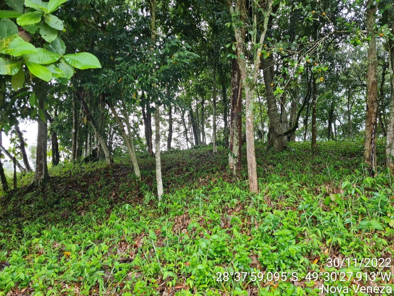 Foto 2 de 8: Terreno em leilão em Nova Veneza - SC — Terreno Urbano com área de 3.255.00m2, em Nova Veneza-SC