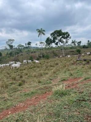 Foto 4 de 6: Area Rural em leilão em Alta Floresta D'oeste - RO — IMÓVEL RURAL| A.T. 12,10 HA SÍTIO STO. ANTÔNIO SETOR RIO BRANCO | ALTA FLORESTA DOESTE/RO