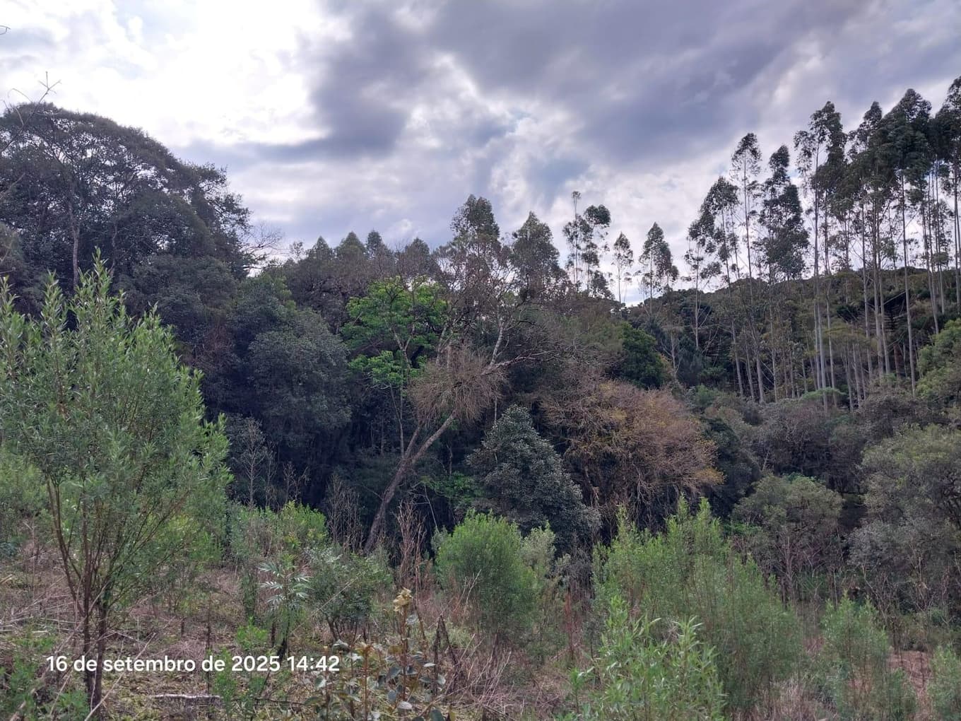 Foto 11 de 31: Area Rural em leilão em Campina Grande Do Sul - PR — Direitos de Posse sobre Chácara de 9,68 Hectares - Campina Grande do Sul/PR