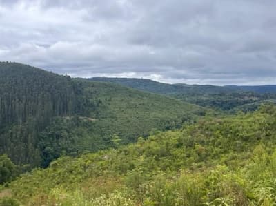 Foto 4 de 6: Area Rural em leilão em Vacaria - RS — PARTE IDEAL (70%) PERTECENTE A MASSA FALIDA GEO FOREST, área de terras com 338.000m², Vacaria/RS