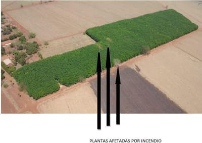 Foto 5 de 11: Area Rural em leilão em Barretos - SP, bairro Adolfo Pinto — Imóvel Rural, A.T. 9 ha, Distrito de Alberto Moreira