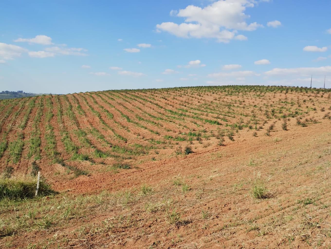 Foto 17 de 24: Area Rural em leilão em São Jerônimo Da Serra - PR — Área rural com área de 35,53 hectares - São Jerônimo da Serra/PR.