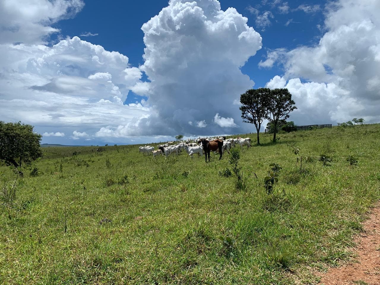 Area Rural em leilão em São Roque De Minas - MG — Sítio N. S. Aparecida, A.T. 28,93,85ha, Serra da Canastra /MG.