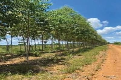 Area Rural em leilão em Porto Velho - RO — IMÓVEL RURAL | 98,2227 HA PECUÁRIA | SÍTIO BOA VISTA, UNIÃO BANDEIRANTES EM PORTO VELHO/RO