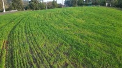 Foto 2 de 6: Area Rural em leilão em São Jorge D’oeste - PR — IMÓVEL RURAL COM ÁREA TOTAL DE 33.434.00 m², EM SÃO JORGE DOESTE-PR