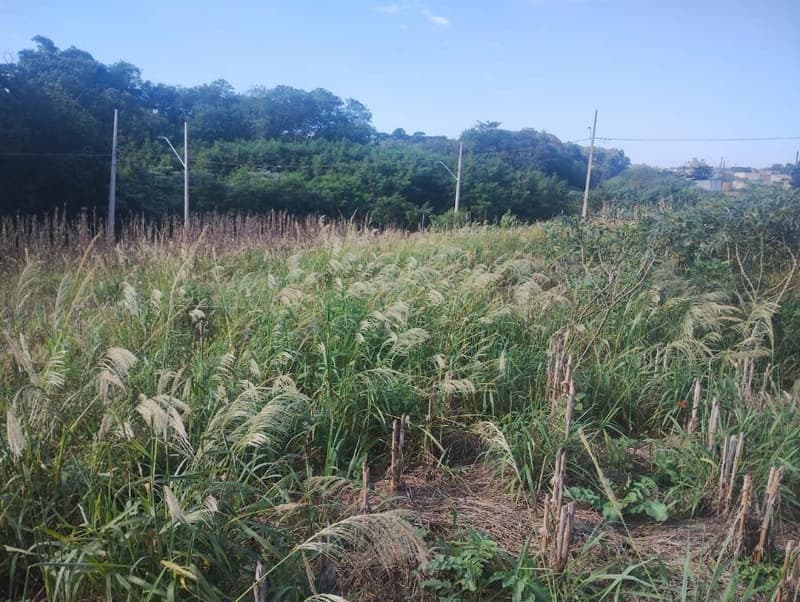 Foto 6 de 6: Terreno em leilão em Cafelândia - PR, bairro Centro — Terreno 352m² | DESOCUPADO | Cafelândia-PR | Centro - Amplo Lote de 352m², Jardim Ravena, Pronto para Construir - Somente à Vista!