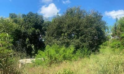 Foto 2 de 2: Area Rural em leilão em Primavera Do Leste - MT — Imóvel Rural sem benfeitorias, com 4,00 ha, Município de Primavera do Leste/MT.