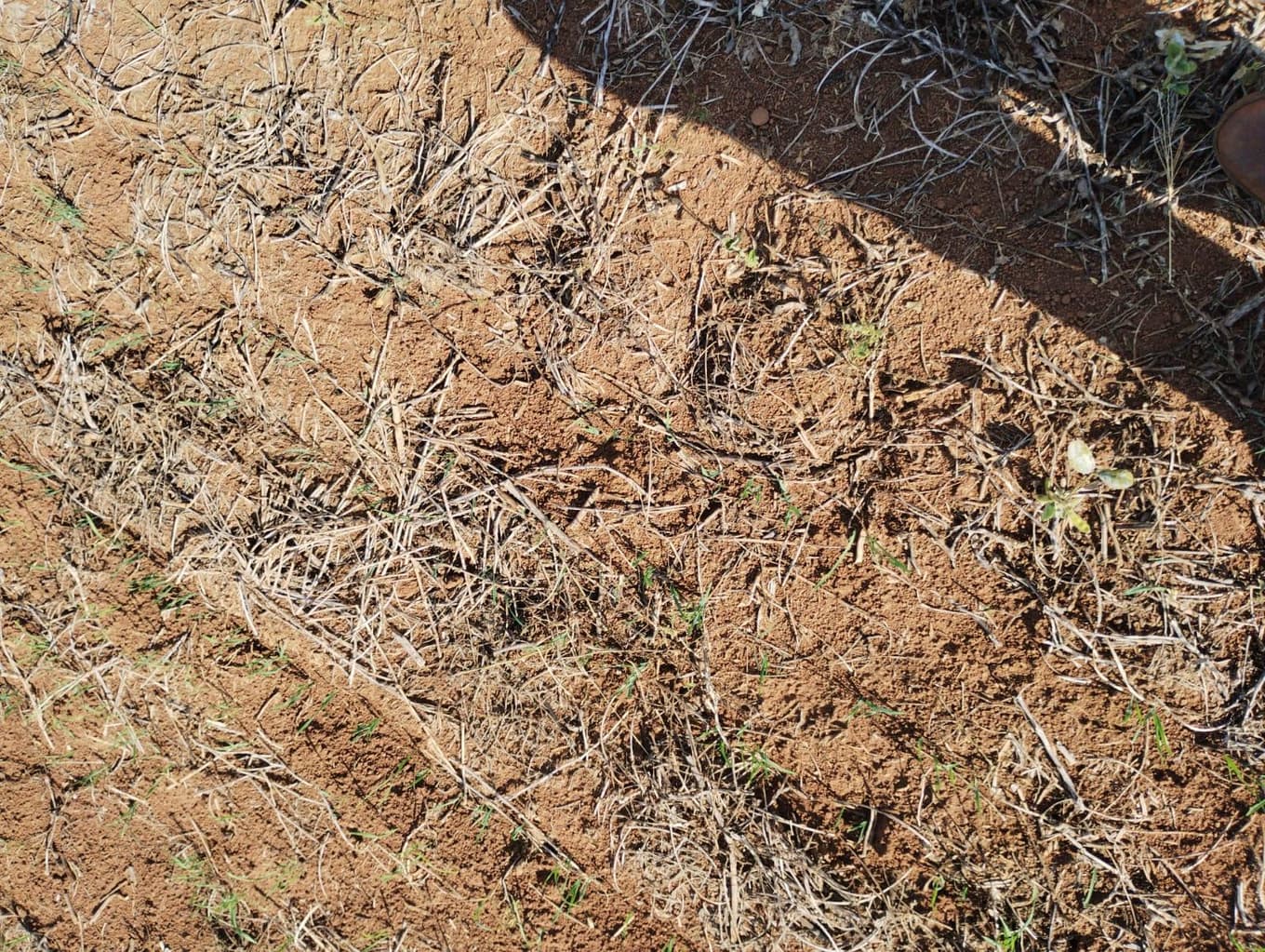Foto 19 de 24: Area Rural em leilão em São Jerônimo Da Serra - PR — Área rural com área de 35,53 hectares - São Jerônimo da Serra/PR.