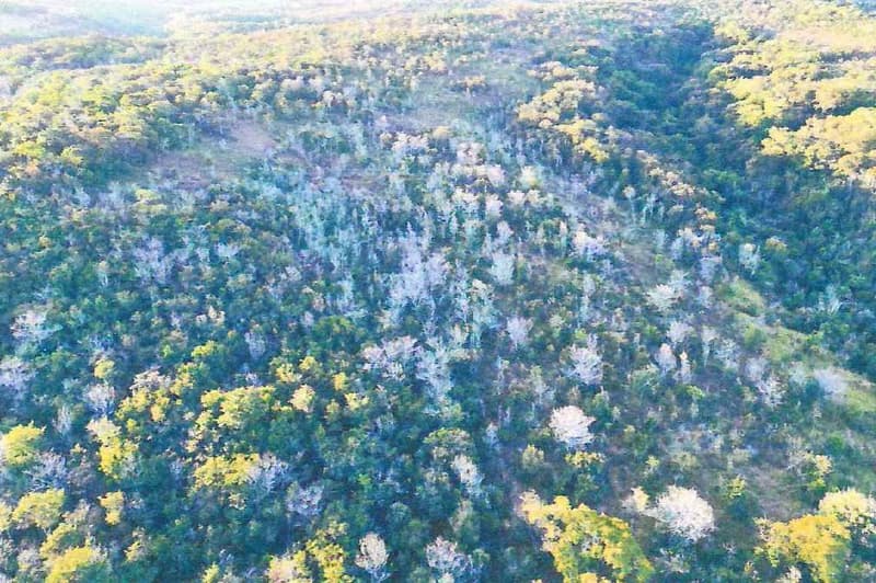 Foto 6 de 7: Area Rural em leilão em Serranópolis - GO — IMÓVEL RURAL - A.T 38,72 HA - SERRANÓPOLIS/GO