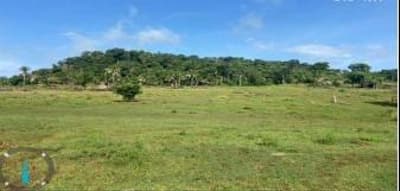 Foto 3 de 8: Area Rural em leilão em Nova Olímpia - MT — IMÓVEL RURAL - "FAZENDA IBIPORÃO I - 140HA, NOVA OLÍMPIA/MT - EXPLORAÇÃO DE PECURÁRIA