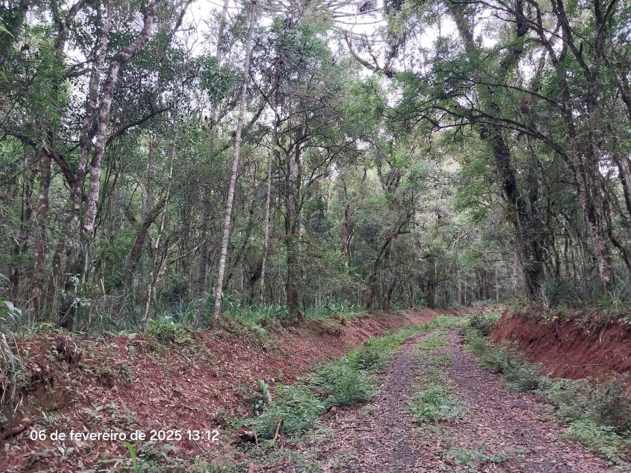 Foto 3 de 18: Area Rural em leilão em Lapa - PR — Terreno rural com a área de 2,0227ha, Lapa/PR