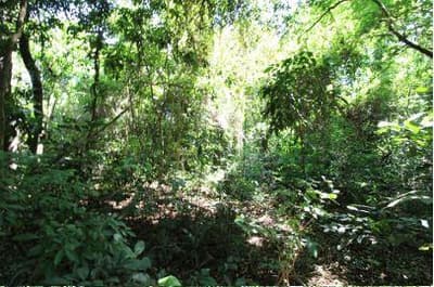 Foto 4 de 16: Terreno em leilão em Foz Do Iguaçu - PR — Terreno com 4.919,10 m² , sem benfeitorias, na Avenida Theodoro Risden nº 598, Foz do Iguaçu/PR