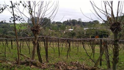 Foto 7 de 10: Area Rural em leilão em Francisco Beltrão - PR — Fração de 33,974% do imóvel rural com área total de 367.800,00m², com benfeitorias. Situado no Município de Enéas Marques/PR.
