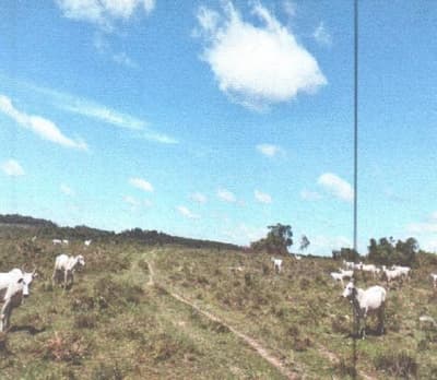 Foto 2 de 4: Area Rural em leilão em Juína - MT — IMÓVEL RURAL | A.T. 193,6 HA FAZ. GRAMADO | CASTANHEIRA MT
