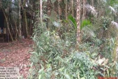 Foto 4 de 7: Terreno em leilão em Apiúna - SC — TERRENO RURAL COM ÁREA DE 16,135 HA, EM APÍUNA-SC