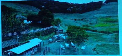 Area Rural em leilão em Juiz De Fora - MG — Imóvel Rural possuindo 191,19,84 (cento e noventa e um hectares, dezenove ares e oitenta e quatro centiares )
