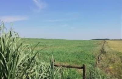 Foto 1 de 2: Area Rural em leilão em Maçambará - RS — Gleba Rural 11ha, Puitã, Maçambará/RS